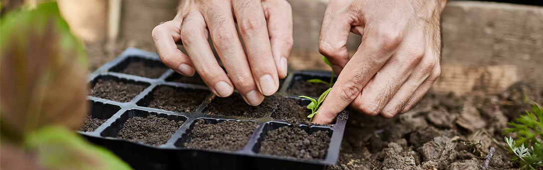 Success story: using deep learning to grade seeds for Argirella Nervosa